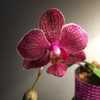 Moth orchid bloom opened in time for Valentine’s Day.