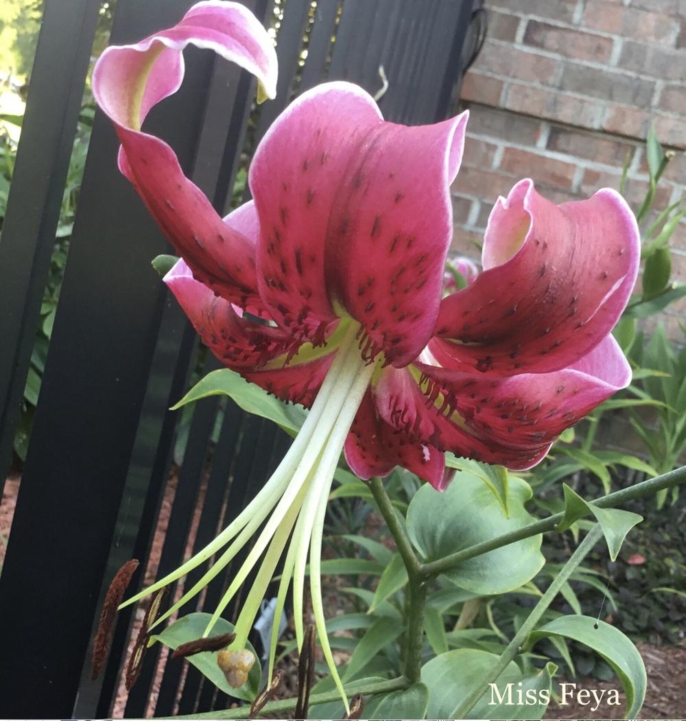 Photo of Lily (Lilium 'Miss Feya') uploaded by KYgal