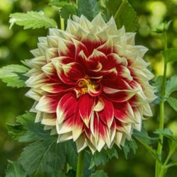 Location: Dahlia Hill, Midland, Michigan
Date: September 26, 2019
Fully opened blooms can look a bit chaotic near the center, where