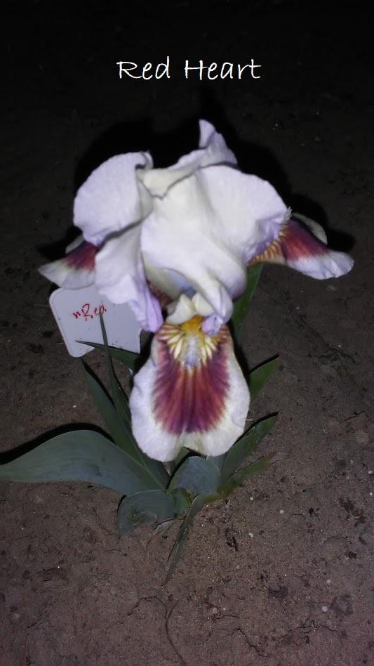 Photo of Standard Dwarf Bearded Iris (Iris 'Red Heart') uploaded by scary1785