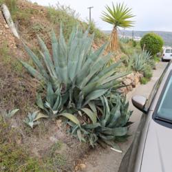 Location: Baja California
Date: 2022-02-15
Where not to plant this agave (hazard on a public street)