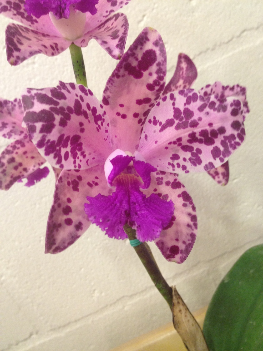 Photo of Orchid (Cattleya amethystoglossa) uploaded by BigBill