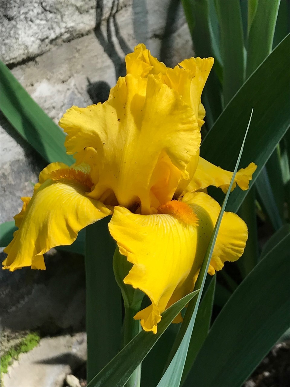 Photo of Tall Bearded Iris (Iris 'Pure as Gold') uploaded by Jpari