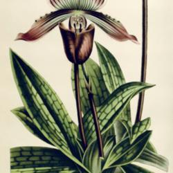 
Date: c. 1869
illustration [as Cypripedium barbatum grandiflorum] from 'Flore d