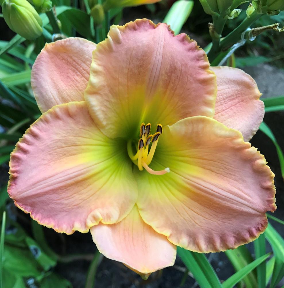 Photo of Daylily (Hemerocallis 'Love in the Library') uploaded by bxncbx