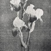 photo from the 1922 catalog, O. M. Pudor, Puyallup, Washington