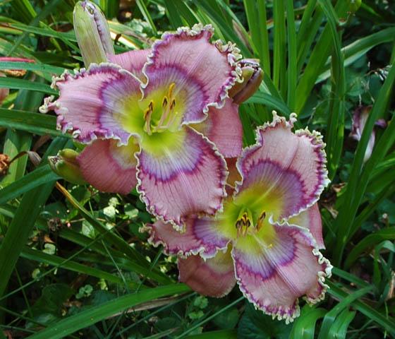 Photo of Daylily (Hemerocallis 'Tides Roll In') uploaded by shive1