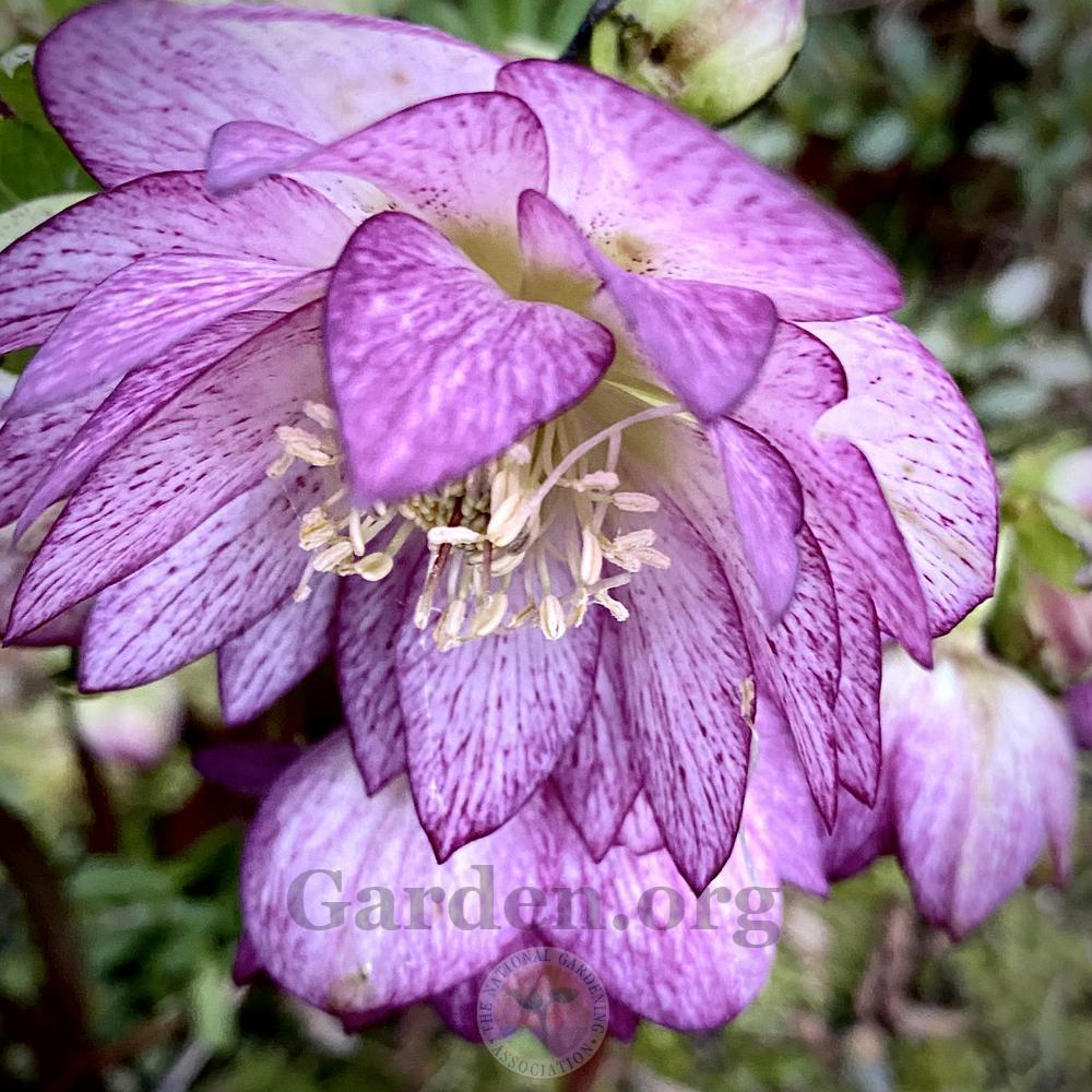 Photo of Double Hellebore (Helleborus Winter Jewels™ Peppermint Ice) uploaded by springcolor