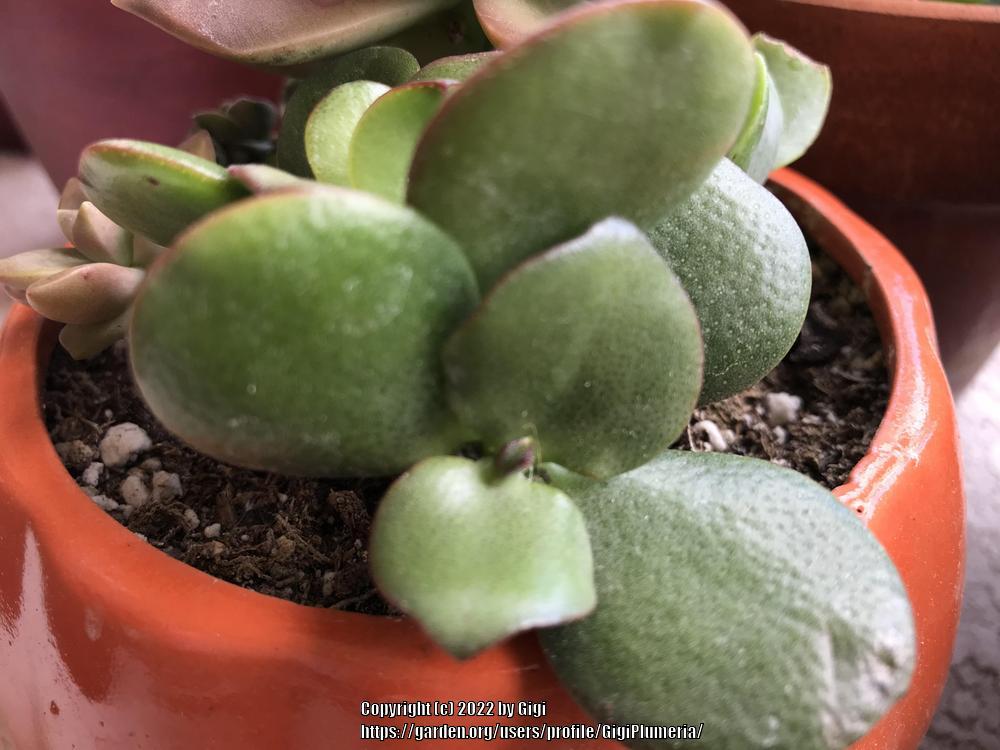Photo of Jade Plant (Crassula ovata) uploaded by GigiPlumeria