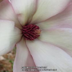 Location: Southern Pines, NC
Date: February 17, 2022
Saucer magnolia #23 nn; AG page 49, 2-1-?; LHB p. 416, 74-1-6, "N