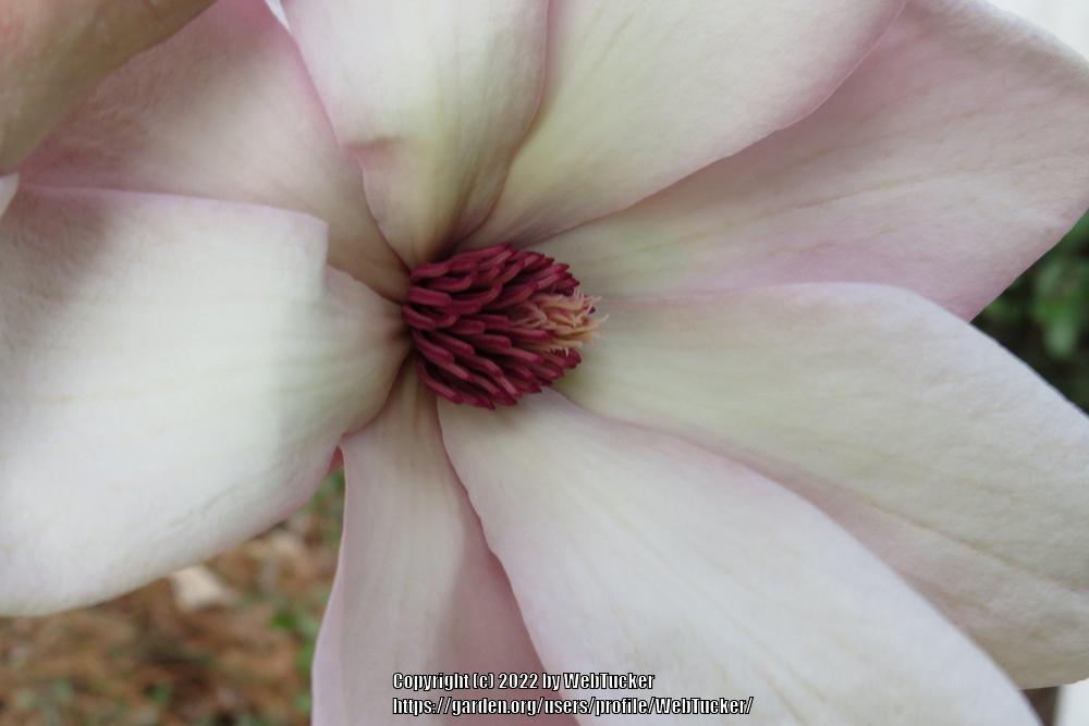 Photo of Saucer Magnolia (Magnolia x soulangeana) uploaded by WebTucker