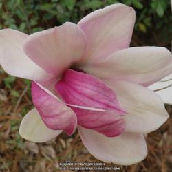 Location: Southern Pines, NC
Date: February 17, 2022
Saucer magnolia #23 nn; AG page 49, 2-1-?; LHB p. 416, 74-1-6, "N