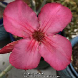 Location: Tampa, Florida
Date: 2022-02-19
My hybrid arabicum’s full petal bloom. Hello spring!