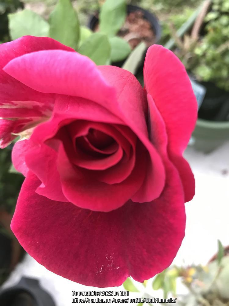 Photo of Hybrid Tea Rose (Rosa 'Mister Lincoln') uploaded by GigiPlumeria