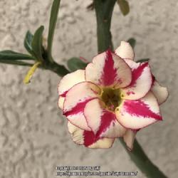 Location: Tampa, Florida
Date: 2022-02-19
My grafted desert rose, non-stop bloom from fall to spring!