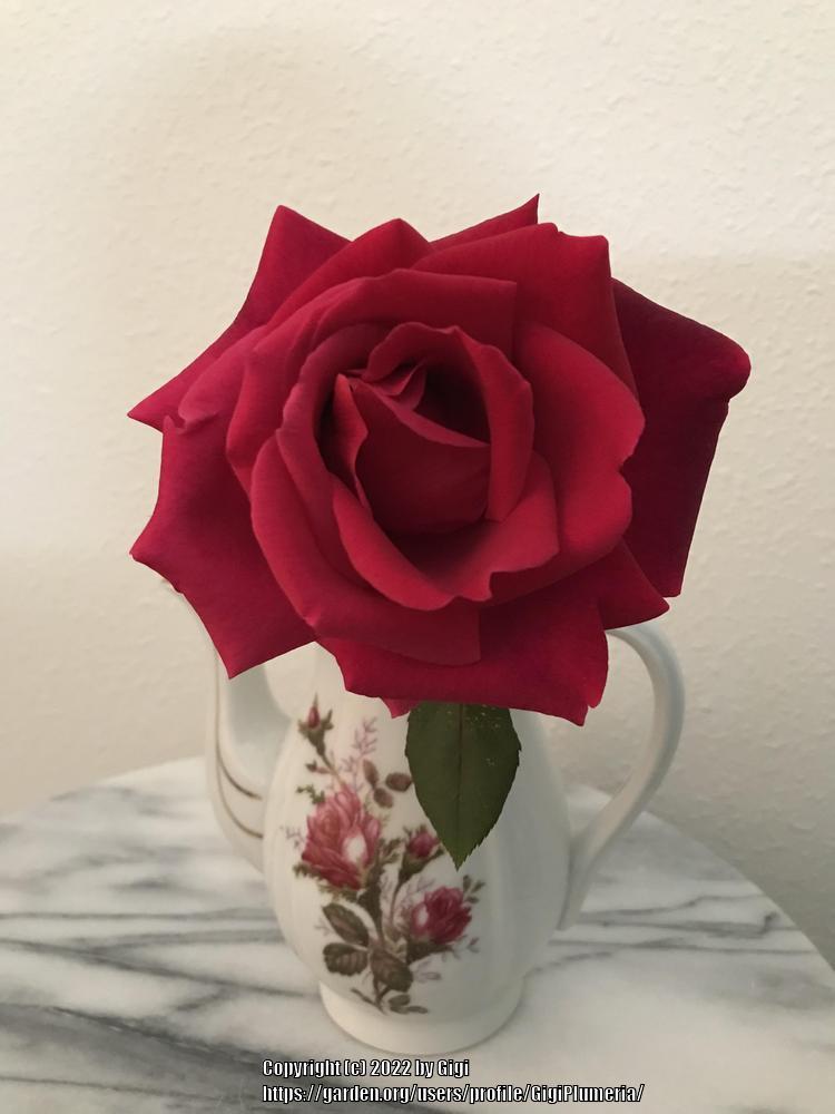 Photo of Hybrid Tea Rose (Rosa 'Mister Lincoln') uploaded by GigiPlumeria