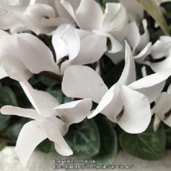 Location: Tampa, Florida
Date: 2022-02-19
My clearance white cyclamen.