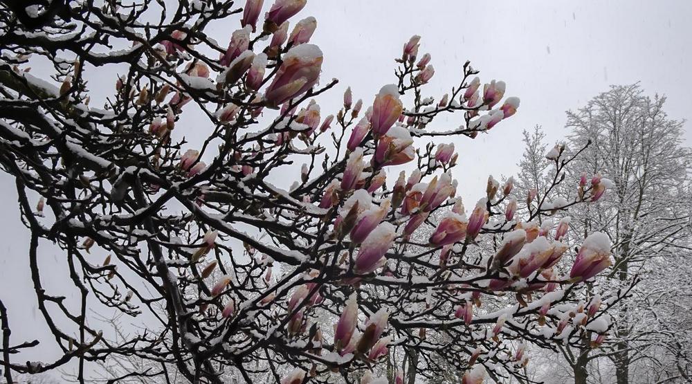 Photo of Saucer Magnolia (Magnolia x soulangeana) uploaded by Murky