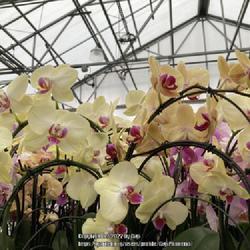 Location: Tampa, Florida
Date: 2022-12-20
Beautiful orchids of our big box store.