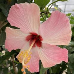 Location: Tampa, Florida
Date: 2021-12-20
Hibiscus at our big box store.