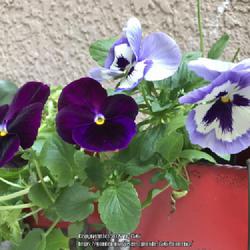 Location: Tampa, Florida
Date: 2022-02-18
My first pansies!