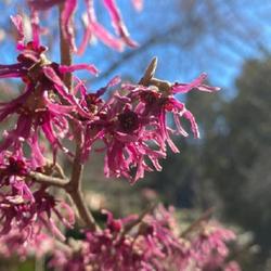 Location: Sarah P Duke Gardens   Durham, North Carolina
Date: late February
unusual violaceous bloom