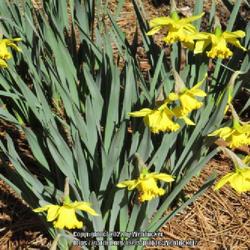 Location: Southern Pines, NC (Boyd House garden)
Date: February 19, 2022
Harbingers of spring!!