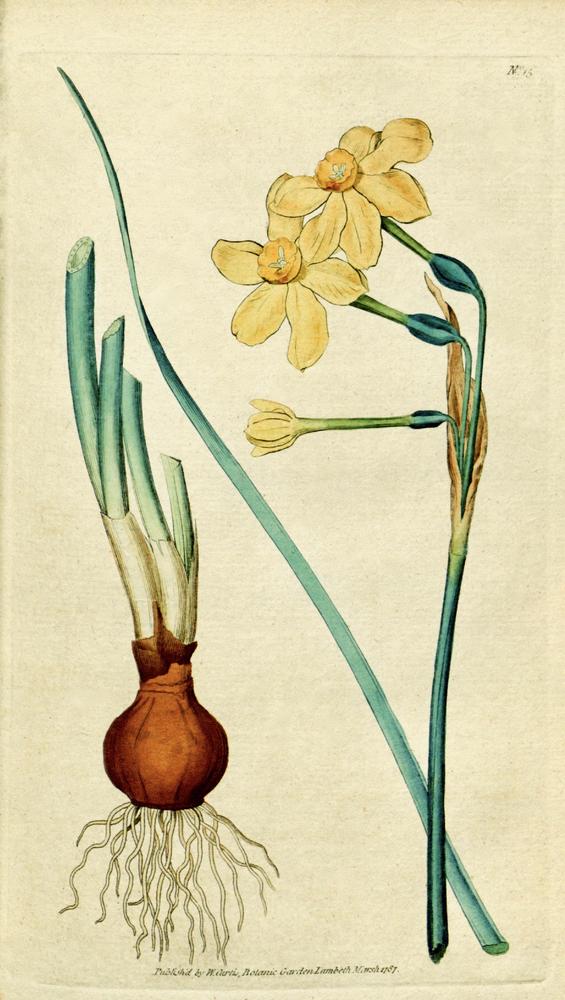 Photo of Species Daffodil (Narcissus jonquilla) uploaded by scvirginia