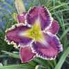 Photo is courtesy of Bx Butte Daylilies who owns rights hereto