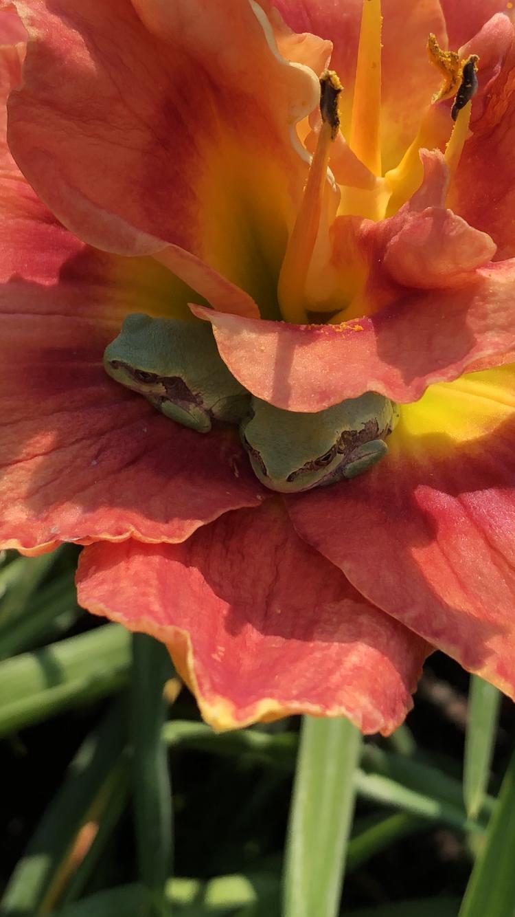 Photo of Daylily (Hemerocallis 'Rose Corsage') uploaded by LovinFlowers
