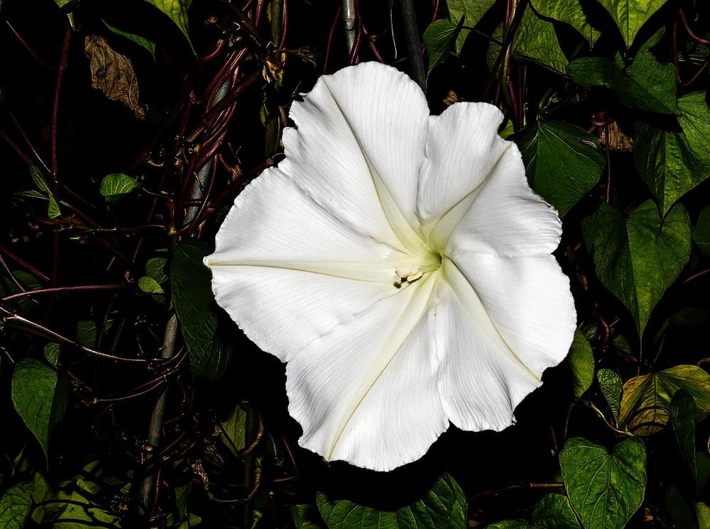 Photo of Moonflower (Ipomoea alba) uploaded by Murky