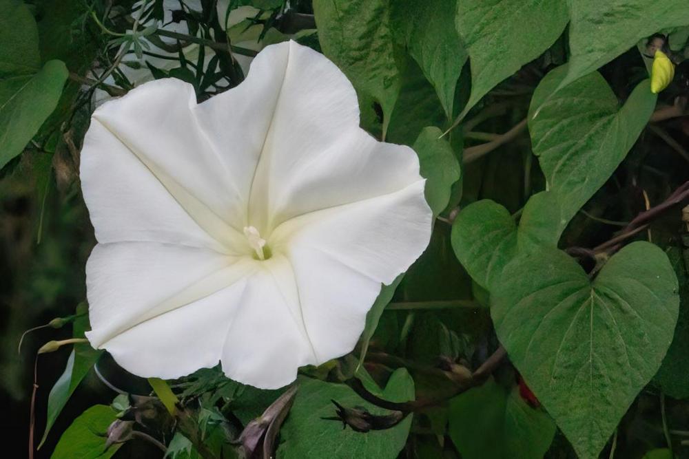 Photo of Moonflower (Ipomoea alba) uploaded by Murky