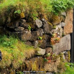Location: Iceland
Date: Old Photo
Side of mountain/cliff, retainer wall.