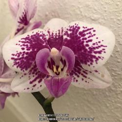 Location: Tampa, Florida
Date: 2022-02-22
My rescue clearance orchid, still blooming!