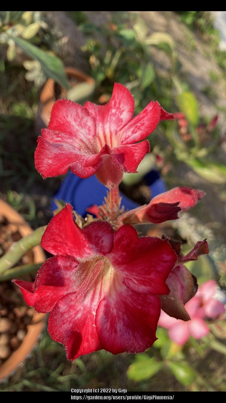Photo of Desert Rose (Adenium obesum 'Harry Potter') uploaded by GigiPlumeria