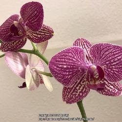 Location: Tampa, Florida
Date: My few years old Valentine Day moth orchids. Blooms every year! 