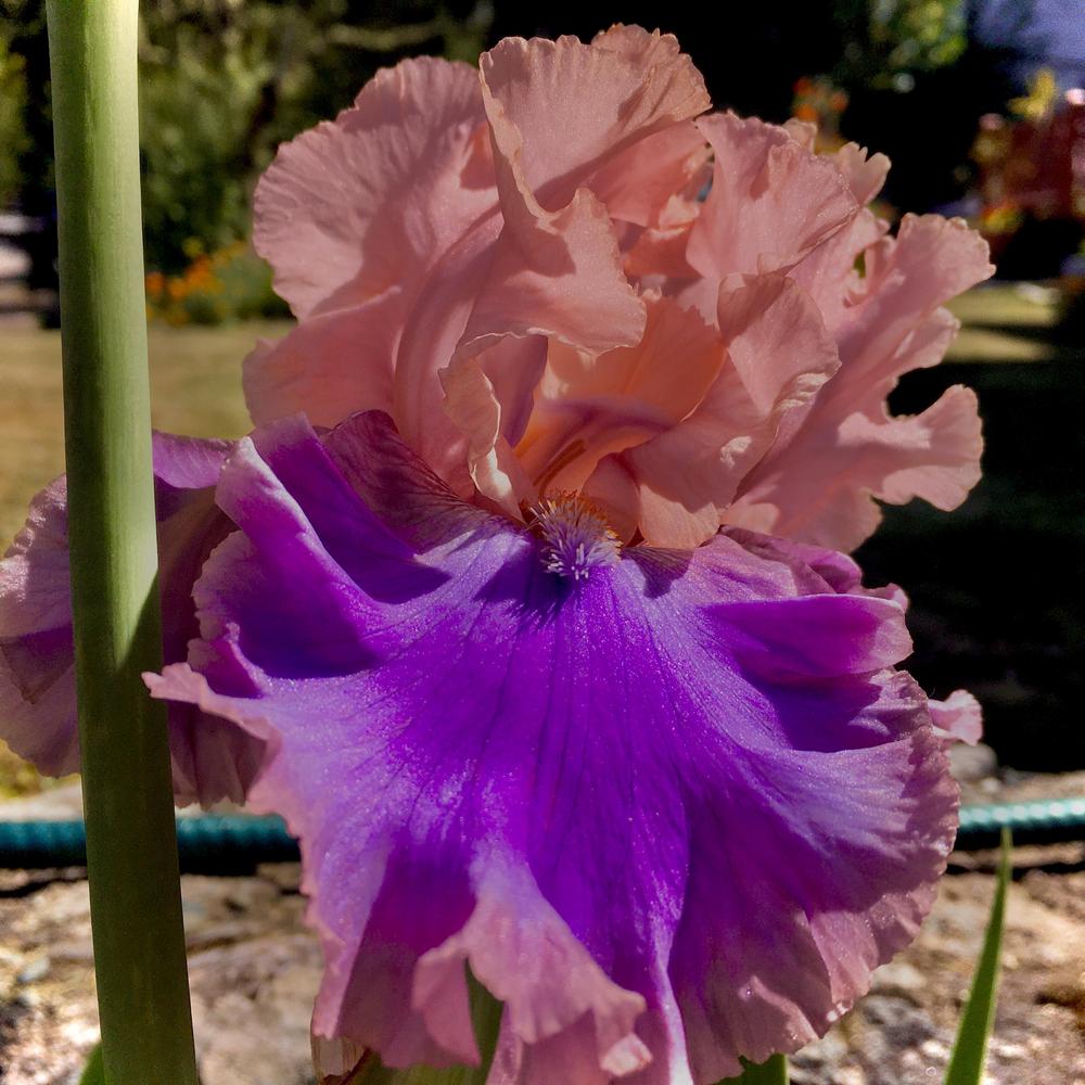 Photo of Tall Bearded Iris (Iris 'Florentine Silk') uploaded by Neela
