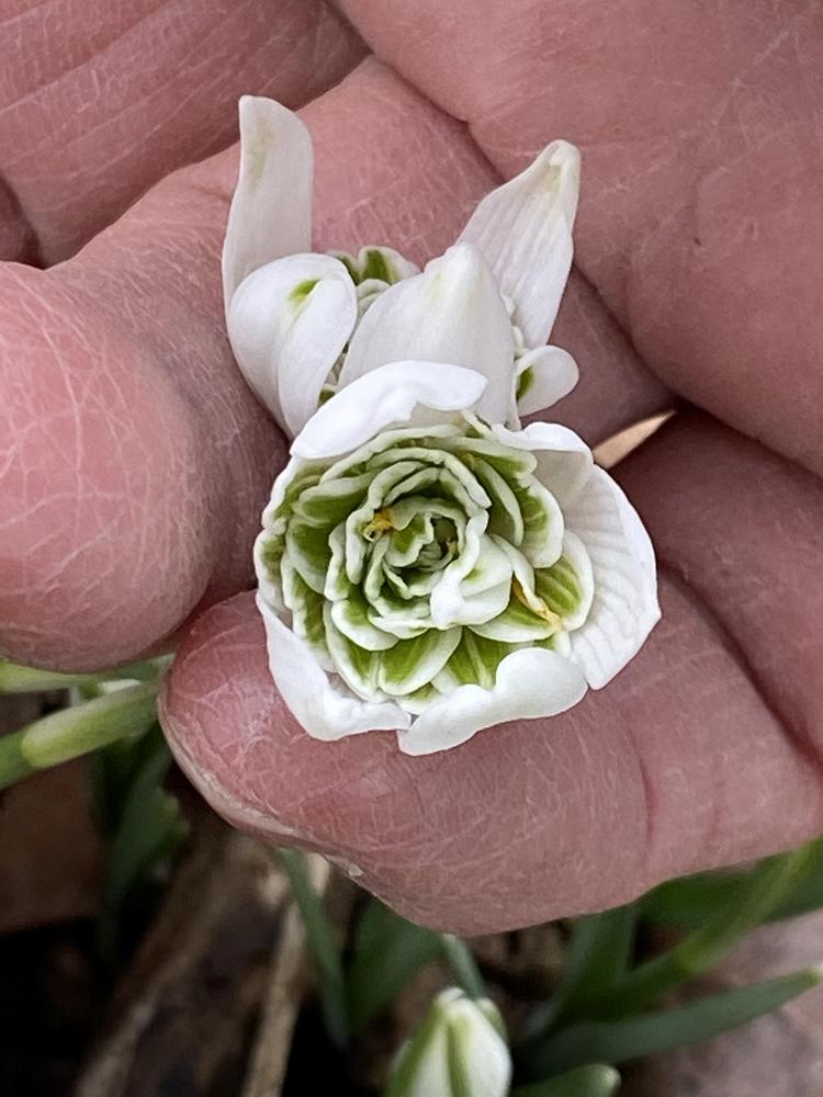 Photo of Double Common Snowdrop (Galanthus nivalis 'Flore Pleno') uploaded by Ursula