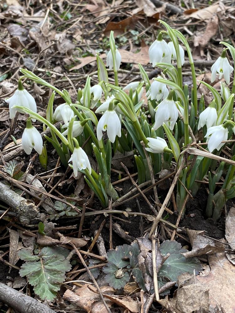 Photo of Double Common Snowdrop (Galanthus nivalis 'Flore Pleno') uploaded by Ursula