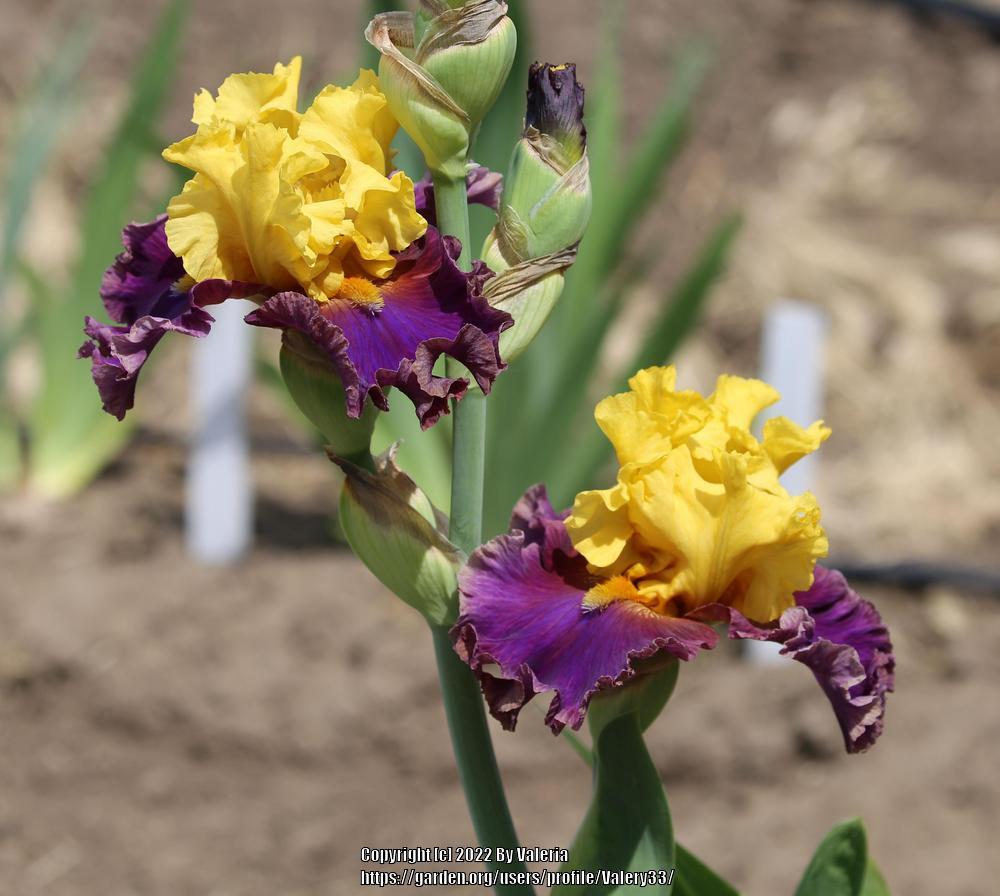 Photo of Tall Bearded Iris (Iris 'Devil's Duchess') uploaded by Valery33