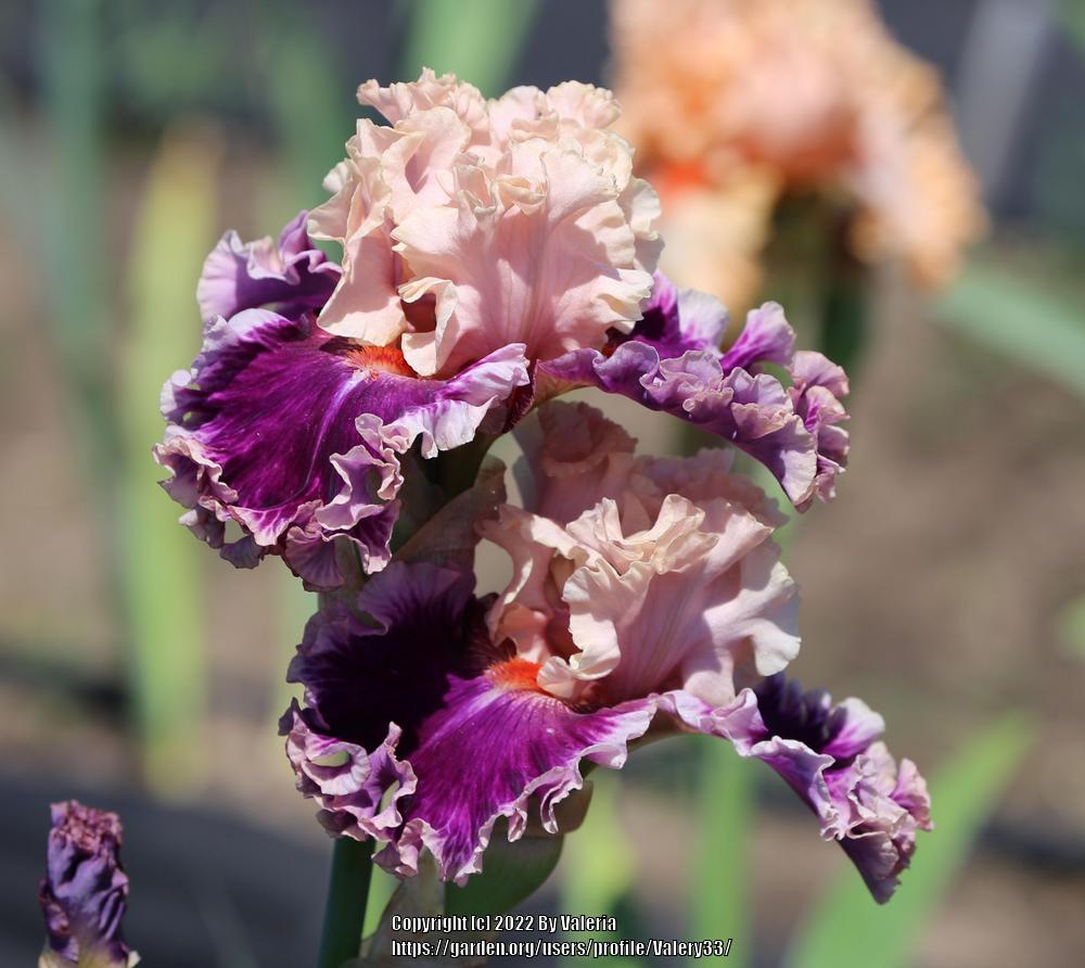 Photo of Tall Bearded Iris (Iris 'Born This Way') uploaded by Valery33