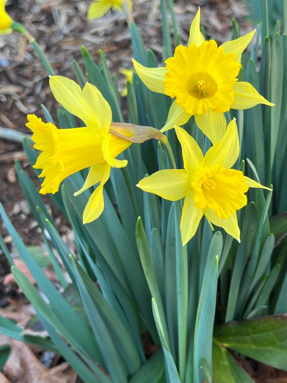 Photo of Trumpet Daffodil (Narcissus 'Golden Spur') uploaded by gregnc