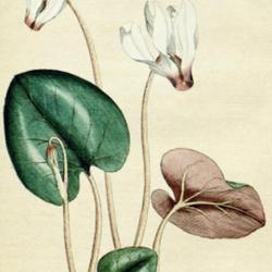 
Date: c. 1788
illustration from 'The Botanical Magazine', 1788