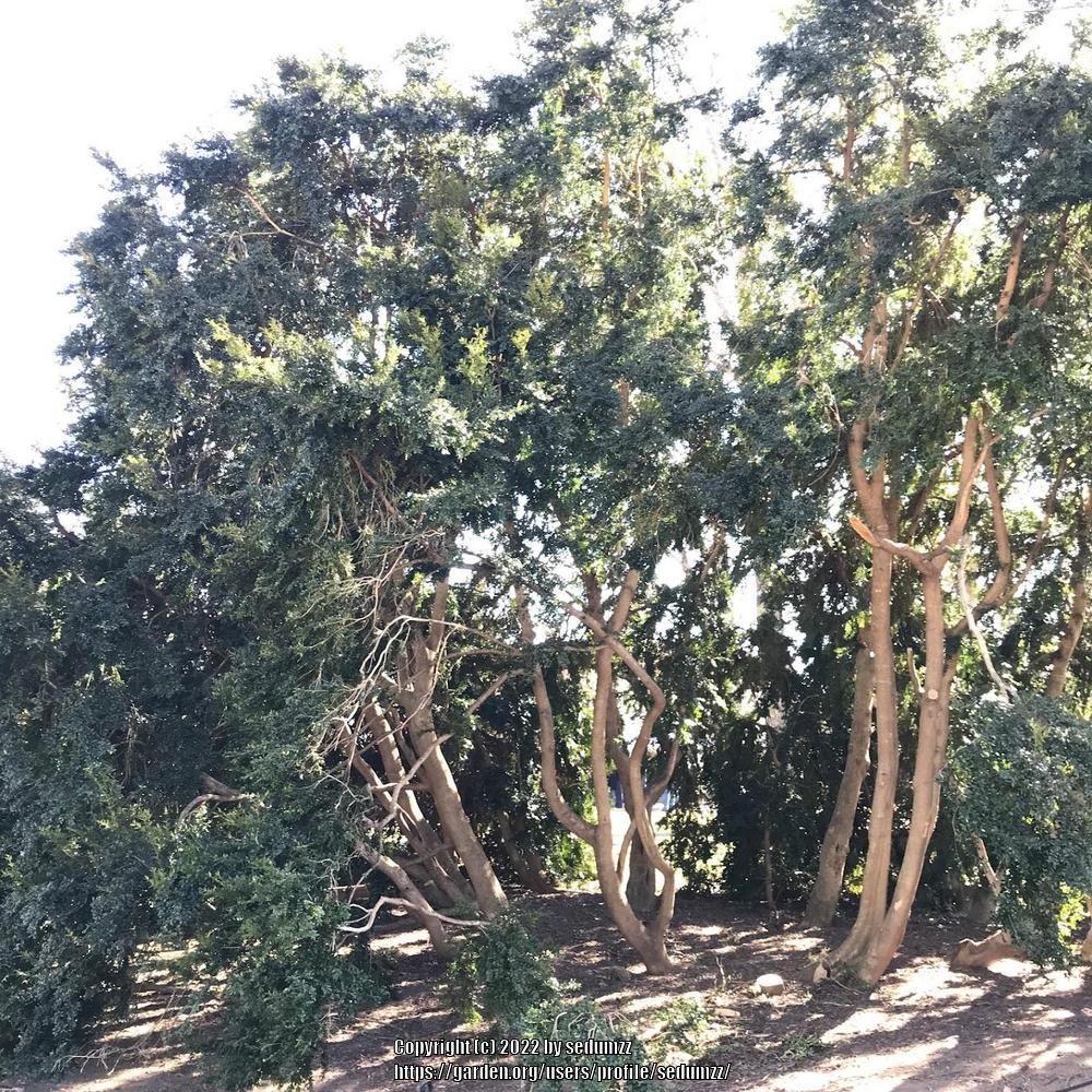 Photo of Common Boxwood (Buxus sempervirens) uploaded by sedumzz