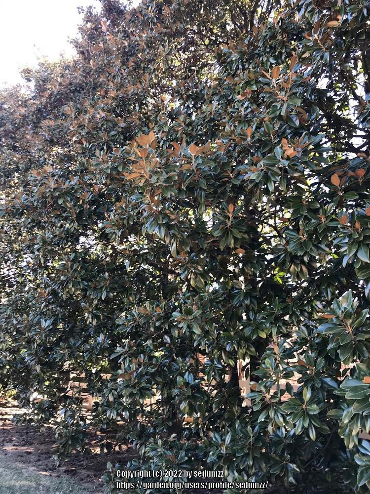 Photo of Southern Magnolia (Magnolia grandiflora) uploaded by sedumzz