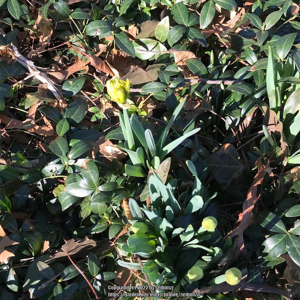 Photo of Daffodils (Narcissus) uploaded by sedumzz