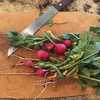 My radish harvest for the Autumn of 2021
