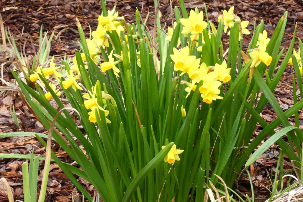 Photo of Daffodil (Narcissus 'Tete-a-Tete') uploaded by LoriMT