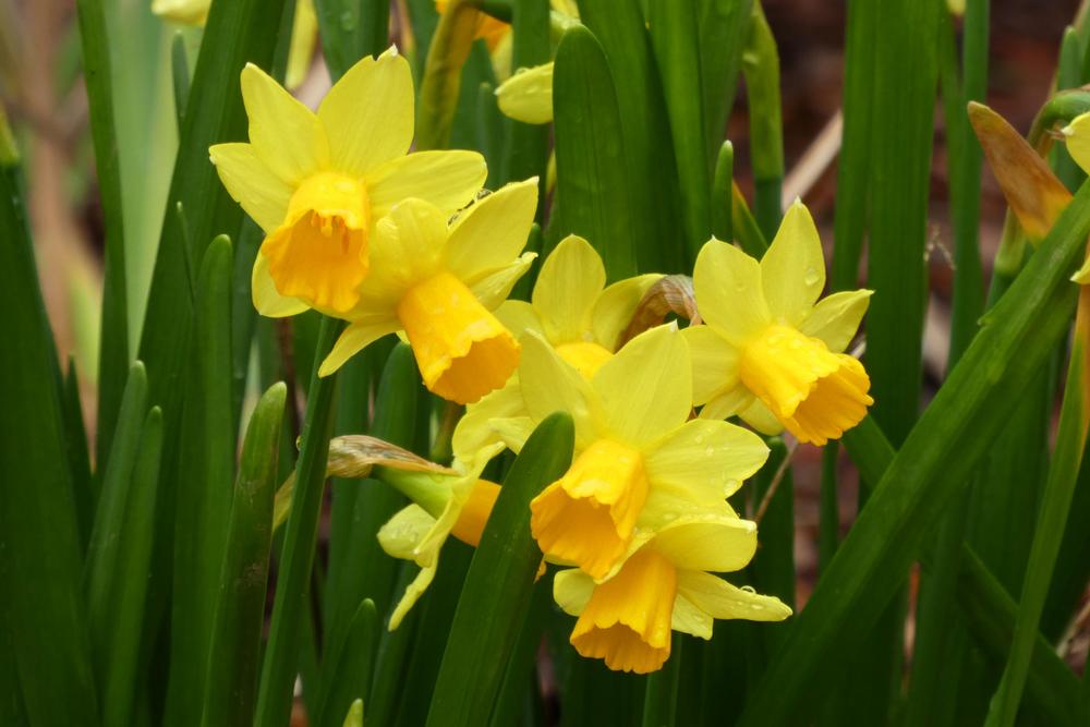 Photo of Daffodil (Narcissus 'Tete-a-Tete') uploaded by LoriMT