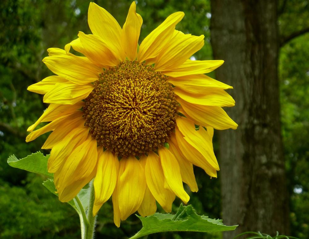 Photo of Sunflowers (Helianthus annuus) uploaded by scvirginia